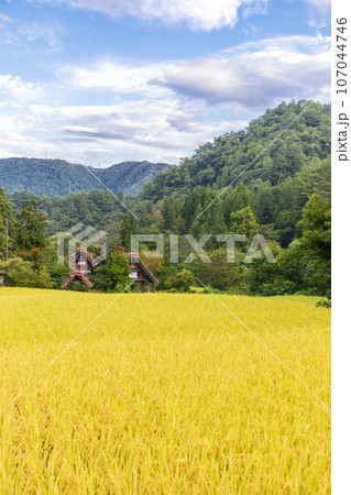 「岐阜県」秋の白川郷・実りの秋と合掌造り集落 107044746