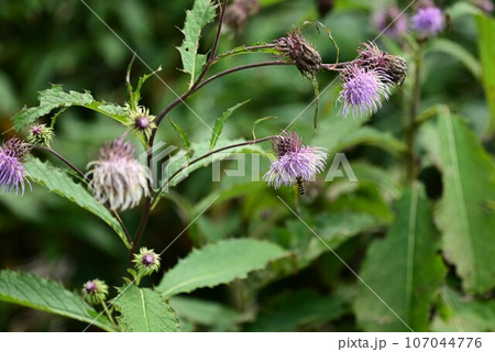 八幡平の植物  107044776