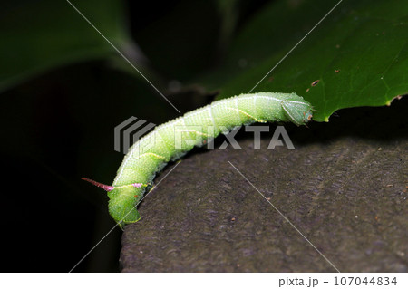 若草色の大型の芋虫、スズメガ科の幼虫が這う（マクロレンズ使用・自然光・接写写真） 107044834