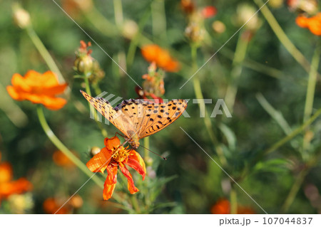 黄花コスモスの花から吸蜜するヒョウモンチョウ(マクロレンズ使用・屋外接写画像) 黄花コスモスの花から吸蜜するヒョウモンチョウ(マクロレンズ使用・屋外接写画像) 107044837