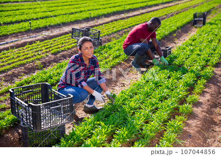 Smiling latin american female farmer harvesting arugula Smiling latin american female farmer harvesting arugula 107044856