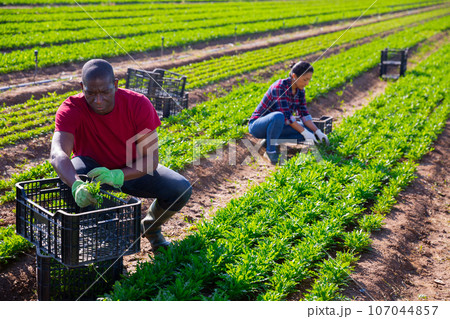 African american horticulturist gathering crop of arugula 107044857