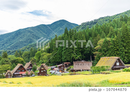 「岐阜県」秋の白川郷・実りの秋と合掌造り集落 「岐阜県」秋の白川郷・実りの秋と合掌造り集落 107044870