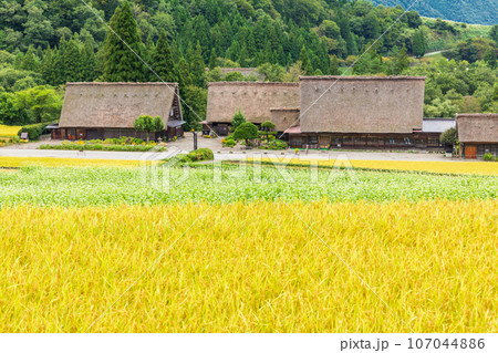 「岐阜県」秋の白川郷・実りの秋と合掌造り集落 「岐阜県」秋の白川郷・実りの秋と合掌造り集落 107044886