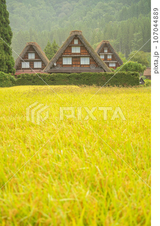 「岐阜県」秋の白川郷・実りの秋と合掌造り集落 「岐阜県」秋の白川郷・実りの秋と合掌造り集落 107044889