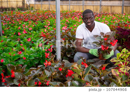 Male African American florist examining begonia seedlings 107044908