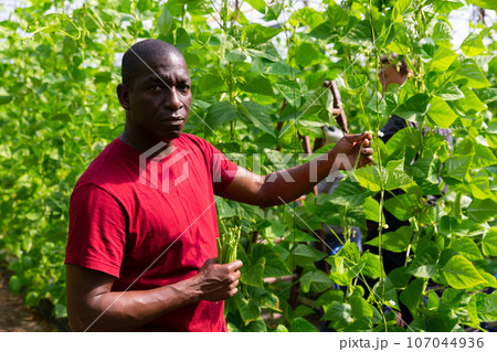 Positive african american man harvesting ripe beans 107044936
