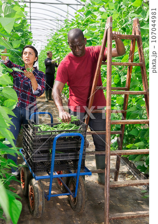 International team of farmers harvest ripe beans in greenhouse International team of farmers harvest ripe beans in greenhouse 107044981