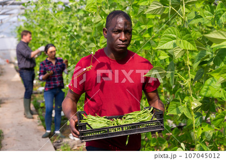 African american horticulturist carrying bean in crates in glasshouse 107045012