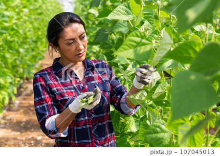 Hispanic female worker gathering crop of beans in hothouse 107045013