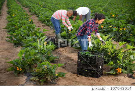 Group of people picking green courgettes on plantation 107045014
