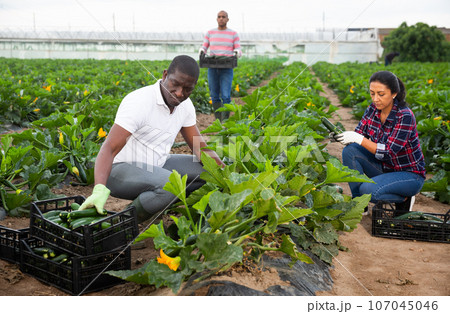 Farmers work on field - harvesting zucchini 107045046