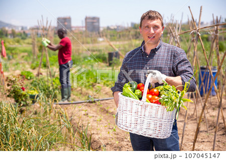 Successful farmer with basket of ripe...の写真素材 [107045147] - PIXTA