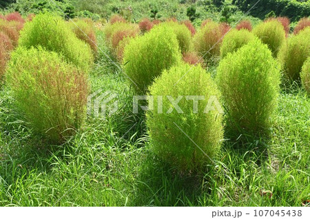 コキア・箒木（ホウキギ）・実は食用 秋田の郷土料理「とんぶり」 107045438