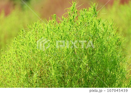 コキア・箒木（ホウキギ）・実は食用 秋田の郷土料理「とんぶり」 107045439