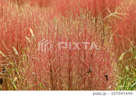 コキア・箒木（ホウキギ）・実は食用 秋田の郷土料理「とんぶり」 107045440