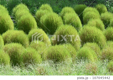 コキア・箒木（ホウキギ）・実は食用 秋田の郷土料理「とんぶり」 107045442