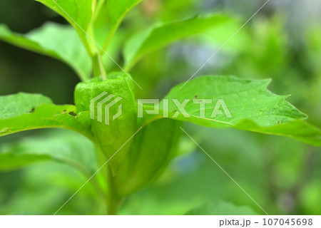 青いほおずきの実 107045698