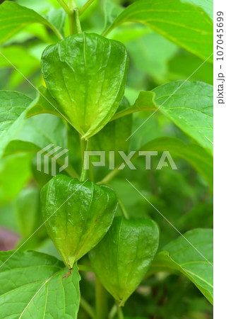 青いほおずきの実 107045699