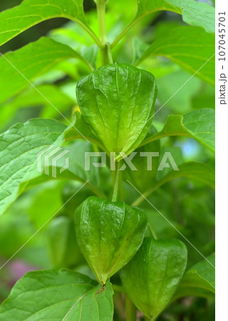 青いほおずきの実 107045701