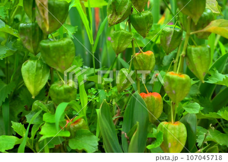 オレンジ色に色づき始めたほおずきの実 107045718