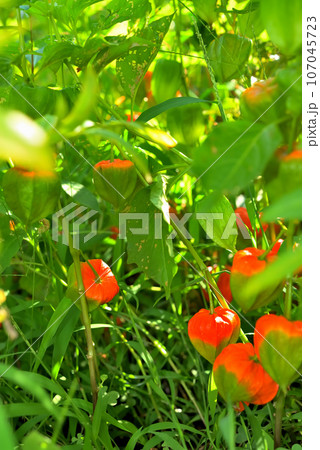 オレンジ色に色づき始めたほおずきの実 オレンジ色に色づき始めたほおずきの実 107045723