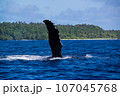 ザトウクジラ ザトウクジラ 107045768