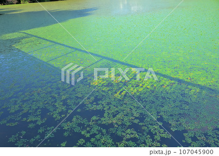 水草が広がる名古屋市守山区の二ツ池 107045900