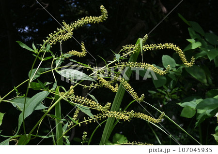 オオブタクサの花・秋の花粉症の原因植物 107045935
