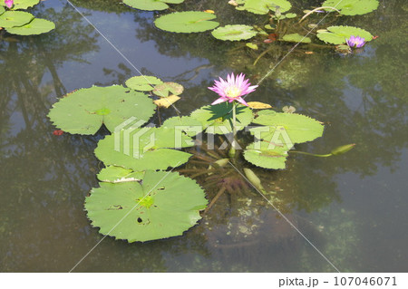 別府温泉の水面に映る睡蓮の花 別府温泉の水面に映る睡蓮の花 107046071