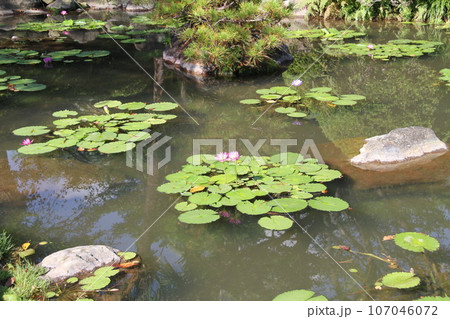 別府温泉の水面に映る睡蓮の花 別府温泉の水面に映る睡蓮の花 107046072