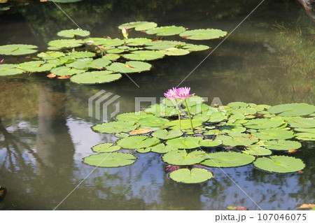 別府温泉の水面に映る睡蓮の花 別府温泉の水面に映る睡蓮の花 107046075