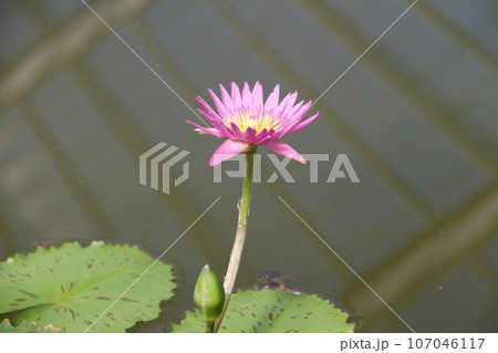 別府温泉の蓮の葉と水面に浮かぶ花びら 107046117