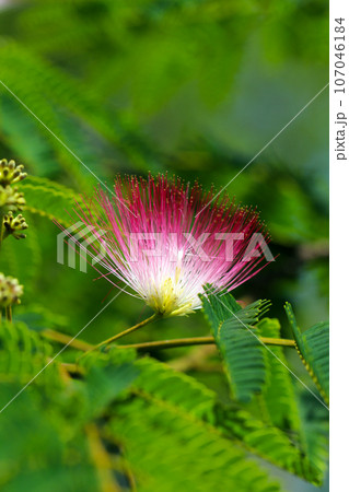 白と淡紅色の雄しべの花糸が針山のように飛び出しているユニークなネムノキの花(マクロ接写画像) 白と淡紅色の雄しべの花糸が針山のように飛び出しているユニークなネムノキの花(マクロ接写画像) 107046184