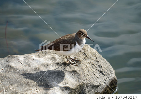 水辺のイソシギ 107046217