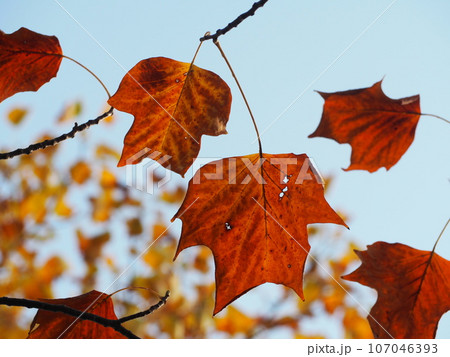 秋 紅葉したユリノキの葉 秋 紅葉したユリノキの葉 107046393