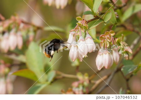 花粉団子を付けたクロマルハナバチ 107046532