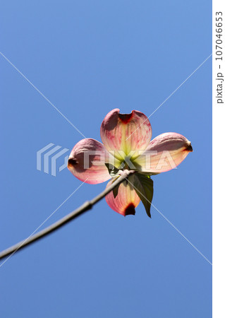 晴天の青空に向かって力強く咲く凜々しいハナミズキの花(マクロレンズ使用・屋外接写画像) 晴天の青空に向かって力強く咲く凜々しいハナミズキの花(マクロレンズ使用・屋外接写画像) 107046653