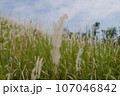White grass in the field 107046842