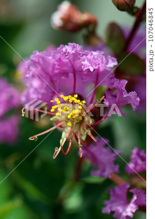 明るいピンク紫色と黄色のサルスベリの花（マクロレンズ使用・屋外自然光・接写写真） 107046845