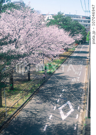 道路沿いのソメイヨシノ 107046947