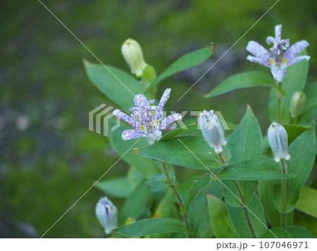 秋の花　ホトトギス 107046971
