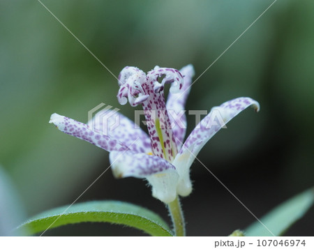秋の花　ホトトギス 107046974