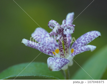 秋の花　ホトトギス 107046975