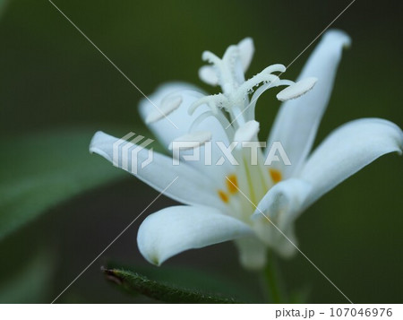 秋の花 ホトトギス 秋の花 ホトトギス 107046976