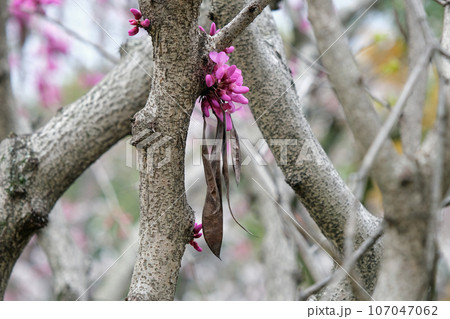 ハナズオウの花と種 107047062