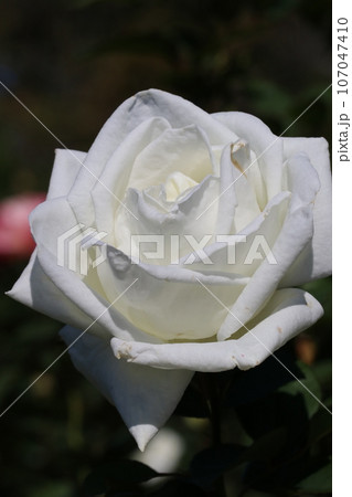 純白のバラの花「オスカル・フランソワ、04年フランス」 純白のバラの花「オスカル・フランソワ、04年フランス」 107047410