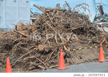 解体工事に伴う緑地の伐採作業 107047421