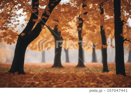 tree in autumn 107047441