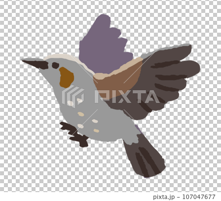 飛翔的鵯(手寫彩色) 飛翔的鵯(手寫彩色) 107047677